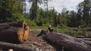 How Our Tree Care Process Works  in White House Station, NJ